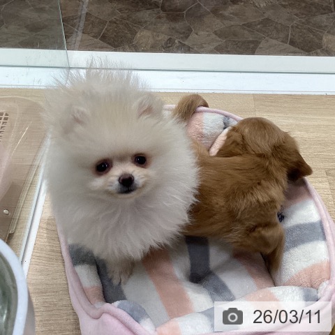 神奈川県のポメラニアン (ペットプラス 座間店/2025年12月21日生まれ/女の子/クリーム)の子犬の4枚目の画像