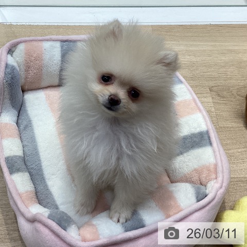 神奈川県のポメラニアン (ペットプラス 座間店/2025年12月21日生まれ/女の子/クリーム)の子犬の3枚目の画像