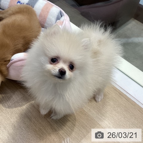 神奈川県のポメラニアン (ペットプラス 座間店/2025年12月21日生まれ/女の子/クリーム)の子犬の4枚目の画像