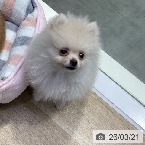 神奈川県のポメラニアン (ペットプラス 座間店/2025年12月21日生まれ/女の子/クリーム)の子犬の3枚目の画像