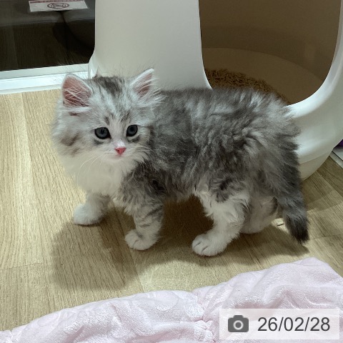 ミヌエットの写真