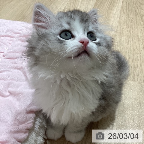 ミヌエットの写真