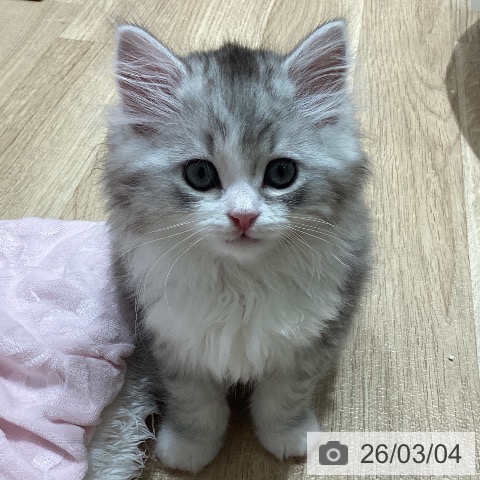 ミヌエットの写真