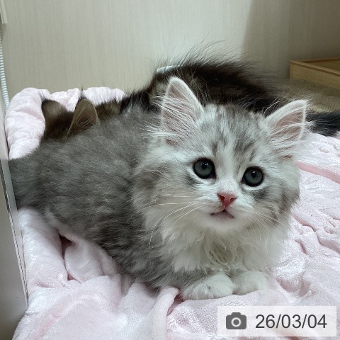 ミヌエットの写真