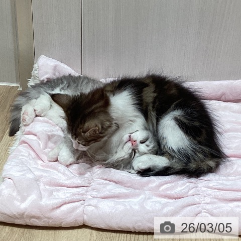 ミヌエットの写真