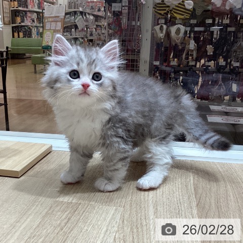 ミヌエットの写真