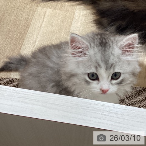 ミヌエットの写真