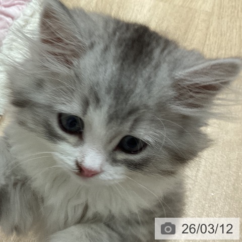 ミヌエットの写真