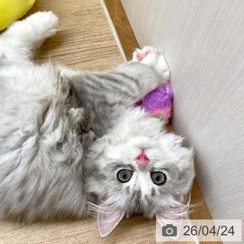 ミヌエットの写真