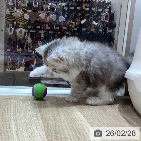 ミヌエットの写真