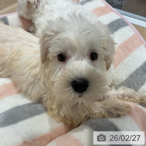 ミニチュア・シュナウザーの写真