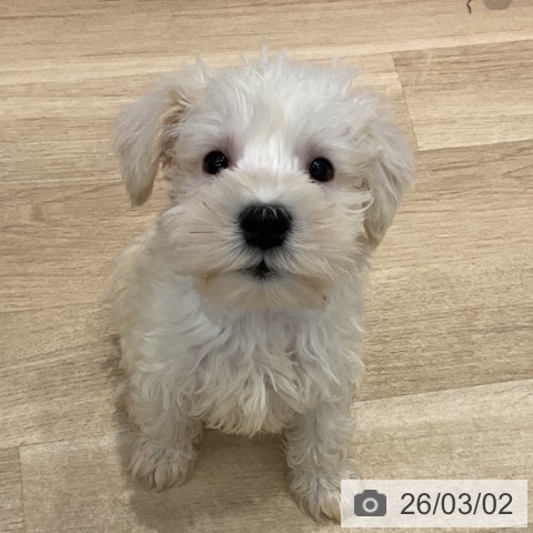 群馬県のミニチュアシュナウザー (ペットプラス イオンモール太田店/2025年12月27日生まれ/男の子/ウィートン)の子犬の3枚目の画像