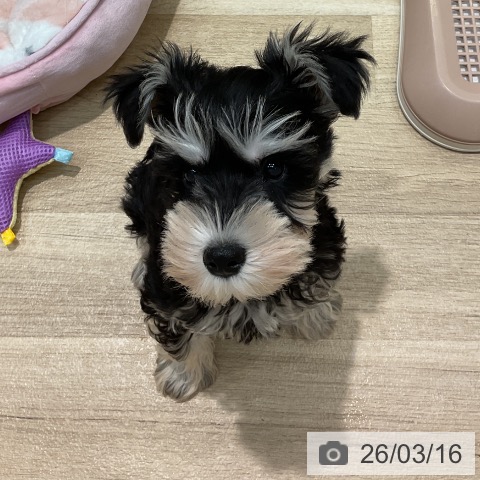 埼玉県のミニチュアシュナウザー (ペットプラス ららぽーと新三郷店/2025年12月27日生まれ/男の子/ブラックシルバー)の子犬の3枚目の画像