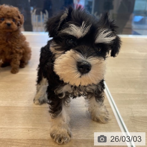 神奈川県のミニチュアシュナウザー (ペットプラス テラスモール湘南店/2025年12月27日生まれ/女の子/ブラックシルバー)の子犬の4枚目の画像