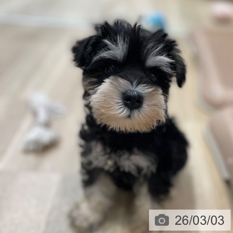 神奈川県のミニチュアシュナウザー (ペットプラス テラスモール湘南店/2025年12月27日生まれ/女の子/ブラックシルバー)の子犬の3枚目の画像