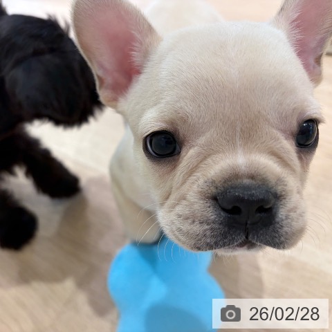 神奈川県のフレンチブルドッグ (ペットプラス ゆめが丘ソラトス店/2025年12月27日生まれ/男の子/クリームホワイト)の子犬の4枚目の画像
