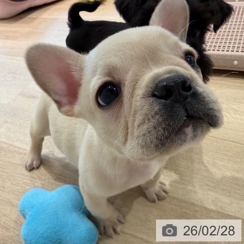 神奈川県のフレンチブルドッグ (ペットプラス ゆめが丘ソラトス店/2025年12月27日生まれ/男の子/クリームホワイト)の子犬の3枚目の画像