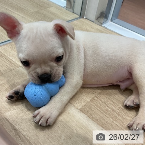 フレンチ・ブルドッグの写真