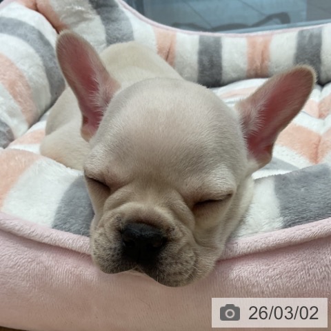 群馬県のフレンチブルドッグ (ペットプラス イオンモール太田店/2025年12月27日生まれ/男の子/クリーム)の子犬の4枚目の画像