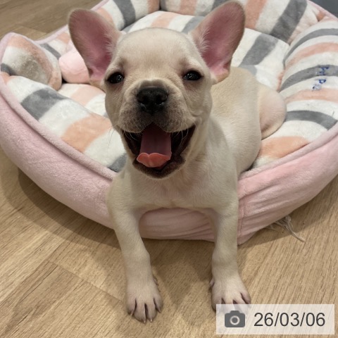 群馬県のフレンチブルドッグ (ペットプラス イオンモール太田店/2025年12月27日生まれ/男の子/クリーム)の子犬の3枚目の画像