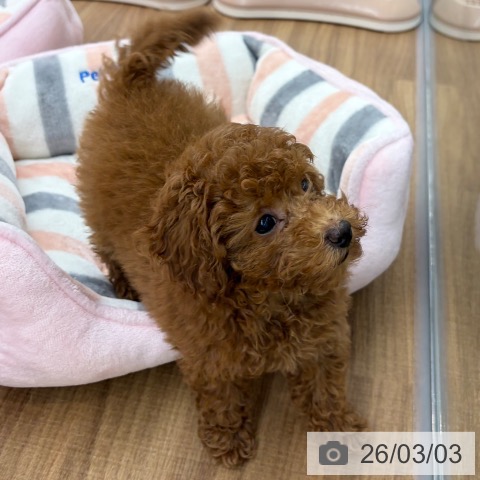 トイ・プードルの写真