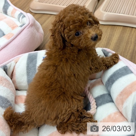 トイ・プードルの写真