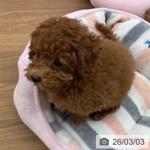 トイ・プードルの写真