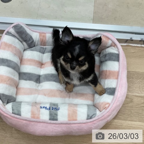 神奈川県のチワワ(ロング) (ペットプラス アミーゴ藤沢店/2025年12月28日生まれ/男の子/ブラックタンホワイト)の子犬の4枚目の画像