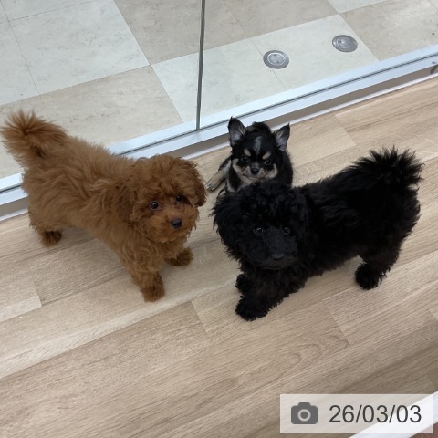 神奈川県のチワワ(ロング) (ペットプラス アミーゴ藤沢店/2025年12月28日生まれ/男の子/ブラックタンホワイト)の子犬の3枚目の画像