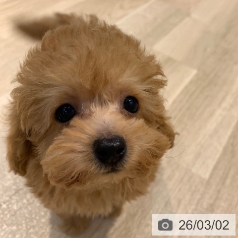 トイ・プードルの写真