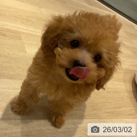 トイ・プードルの写真