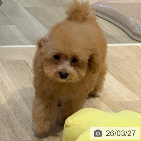 トイ・プードルの写真