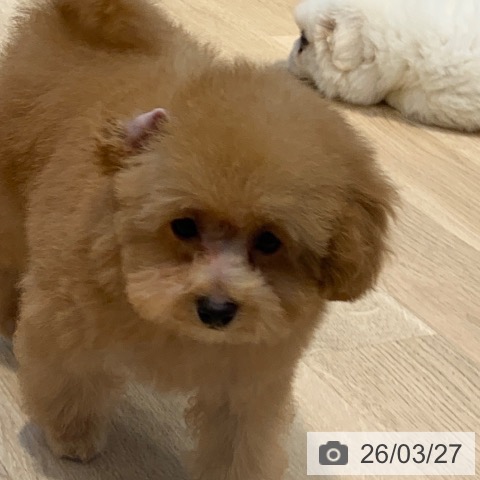 トイ・プードルの写真