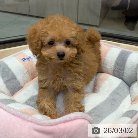 東京都のトイプードル(トイ) (ペットプラス アクアシティお台場店/2025年12月29日生まれ/男の子/アプリコット)の子犬の4枚目の画像