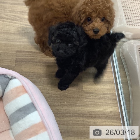 茨城県のトイプードル(トイ) (ペッツワン 阿見店/2025年12月22日生まれ/男の子/レッド)の子犬の4枚目の画像