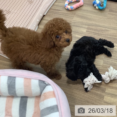 茨城県のトイプードル(トイ) (ペッツワン 阿見店/2025年12月22日生まれ/男の子/レッド)の子犬の3枚目の画像