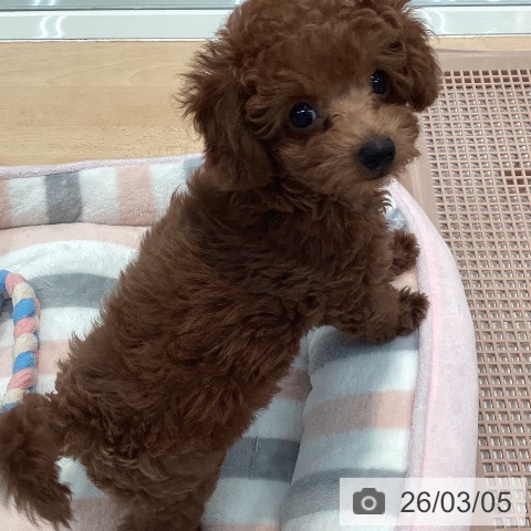 トイ・プードルの写真