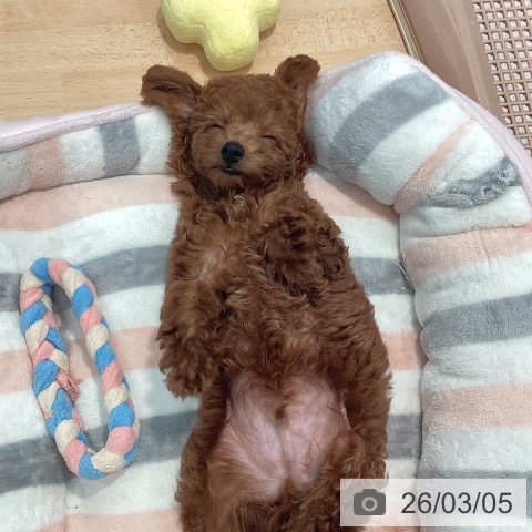 トイ・プードルの写真