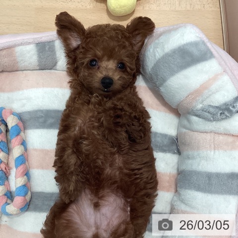 トイ・プードルの写真