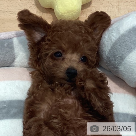 トイ・プードルの写真