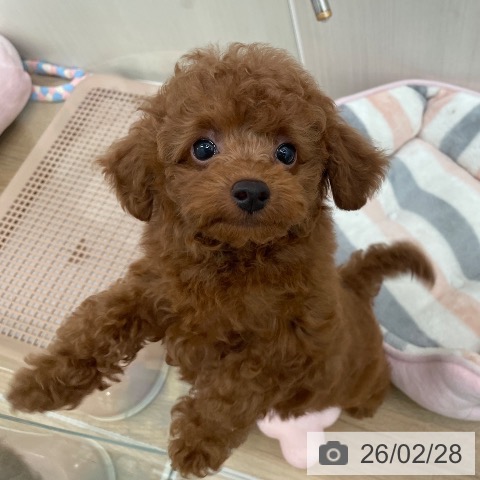 トイ・プードルの写真