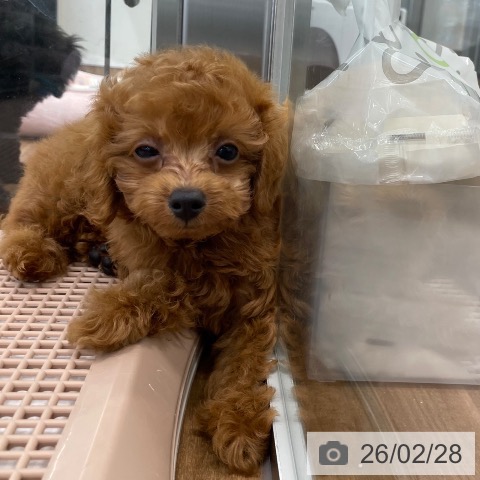 トイ・プードルの写真