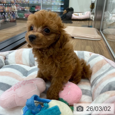 トイ・プードルの写真