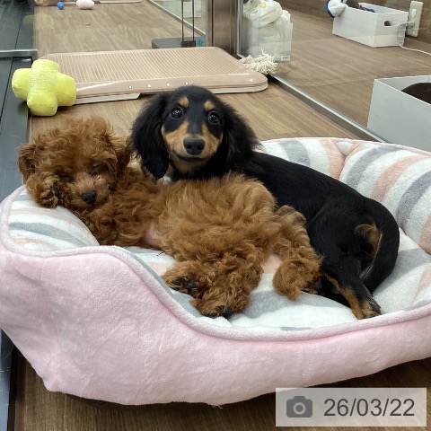 トイ・プードルの写真