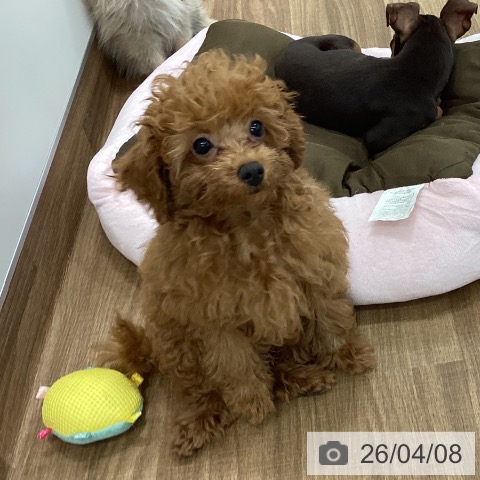 トイ・プードルの写真