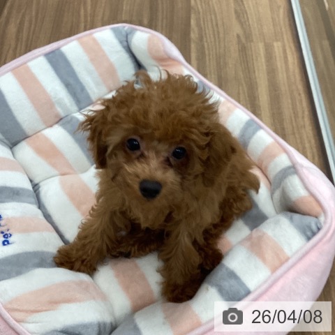 トイ・プードルの写真