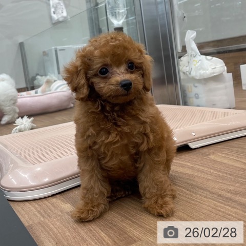 トイ・プードルの写真