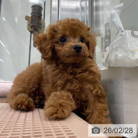 茨城県のトイプードル(トイ) (ペッツワン つくば店/2025年12月22日生まれ/男の子/レッド)の子犬の4枚目の画像