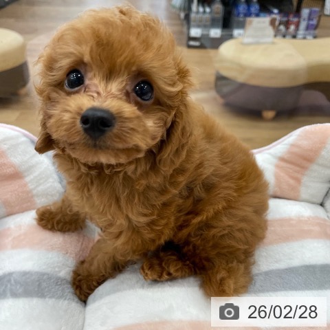 茨城県のトイプードル(トイ) (ペッツワン つくば店/2025年12月22日生まれ/男の子/レッド)の子犬の3枚目の画像