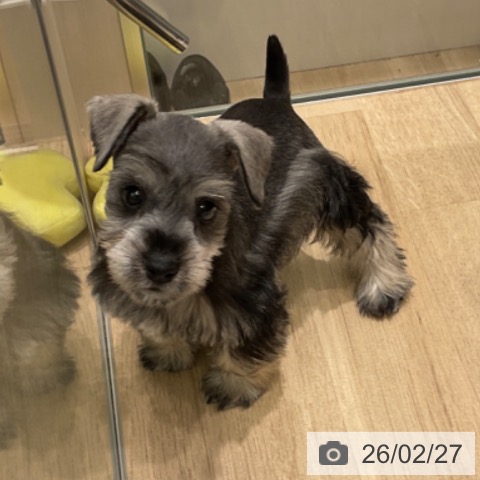 ミニチュア・シュナウザーの写真